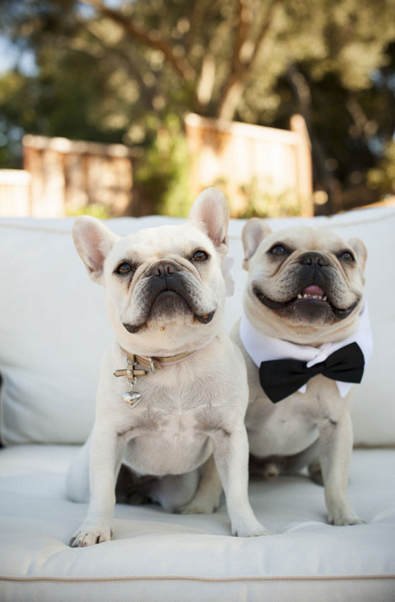 بالصور.. اشخاص رفضوا الاحتفال بزفافهم دون حضور كلابهم صورة رقم 9