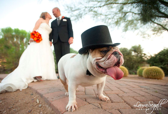 بالصور.. اشخاص رفضوا الاحتفال بزفافهم دون حضور كلابهم صورة رقم 6