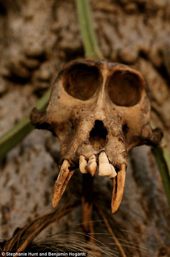 صور وفيديو قبيلة بدائية في تنزانيا لم تتغير حياتها منذ 10,000 سنة! صورة رقم 7