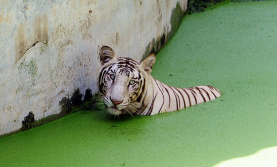 بالفيديو.. نمر يقتل شابا تسلل الى خندقه في حديقة حيوان بالهند صورة رقم 6