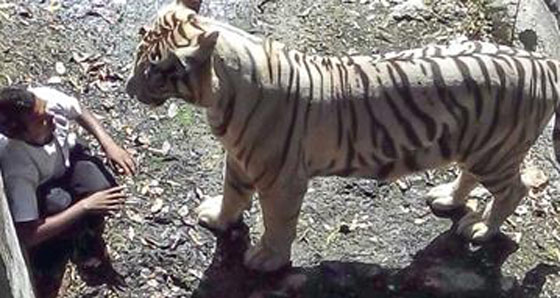 بالفيديو.. نمر يقتل شابا تسلل الى خندقه في حديقة حيوان بالهند صورة رقم 5