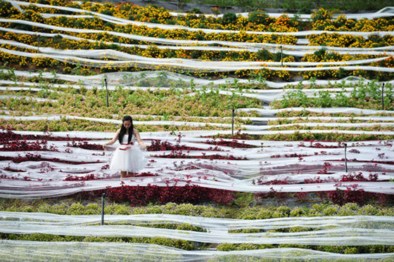 بالفيديو.. عارضة في اطول فستان زفاف طوله 4100 متر صورة رقم 1