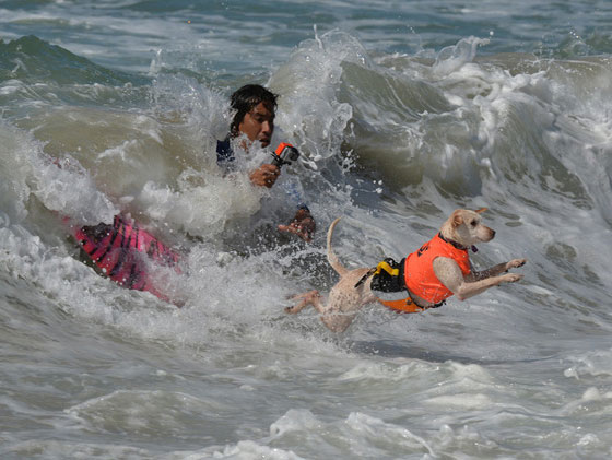 بالصور.. كلاب يركبون الأمواج في مسابقة بكاليفورنيا صورة رقم 1