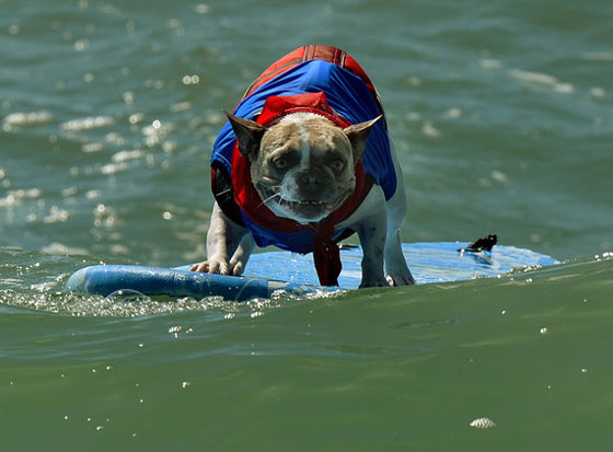 بالصور.. كلاب يركبون الأمواج في مسابقة بكاليفورنيا صورة رقم 2