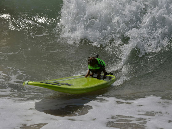 بالصور.. كلاب يركبون الأمواج في مسابقة بكاليفورنيا صورة رقم 3