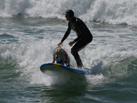 بالصور.. كلاب يركبون الأمواج في مسابقة بكاليفورنيا صورة رقم 5