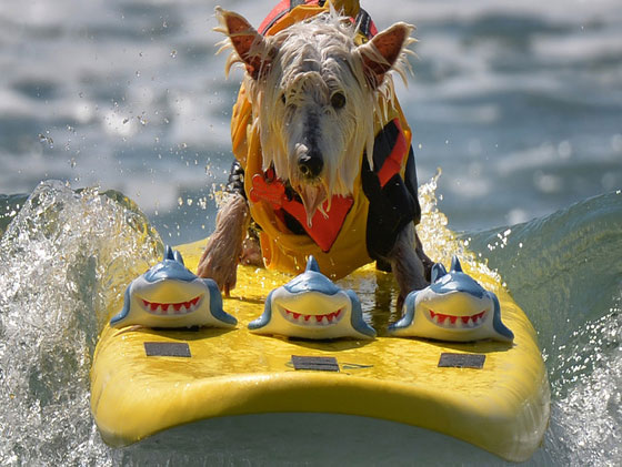 بالصور.. كلاب يركبون الأمواج في مسابقة بكاليفورنيا صورة رقم 7