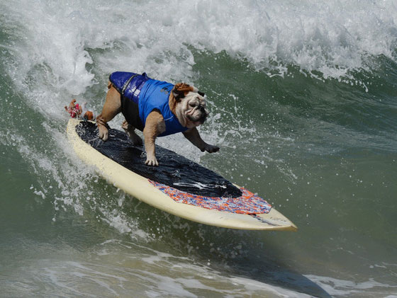 بالصور.. كلاب يركبون الأمواج في مسابقة بكاليفورنيا صورة رقم 9