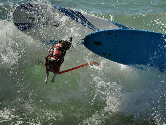 بالصور.. كلاب يركبون الأمواج في مسابقة بكاليفورنيا صورة رقم 10