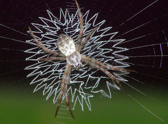 عناكب تحير العالم بابتكارها لشبكات مذهلة.. تتخذها بيوتا ومصائد  لها صورة رقم 8