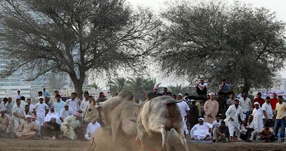 صور وفيديو: مصارعة الثيران قرب دبي تجذب المئات وقرون الثور الحادة تؤدي لاصابات صورة رقم 2