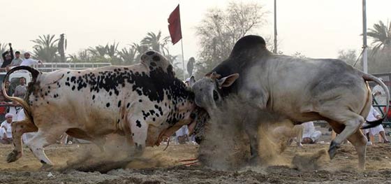 صور وفيديو: مصارعة الثيران قرب دبي تجذب المئات وقرون الثور الحادة تؤدي لاصابات صورة رقم 6