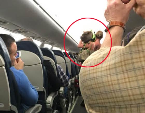 طرد مسافرة من الطائرة لانها تصطحب معها خنزيرا ازعج الركاب صورة رقم 1