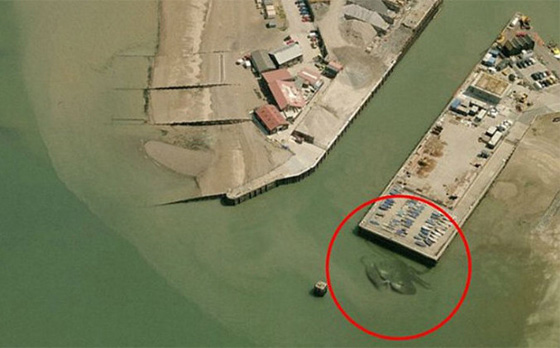 كشفت عنه خرائط غوغل.. مخلوف عملاق يعيش على شواطئ نيوزيلندا صورة رقم 2
