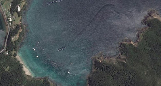 كشفت عنه خرائط غوغل.. مخلوف عملاق يعيش على شواطئ نيوزيلندا صورة رقم 4