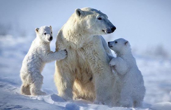  شاهد بالصور الرائعة الأمومة الدافئة للدب القطبي في الثلوج صورة رقم 1