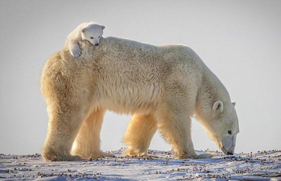  شاهد بالصور الرائعة الأمومة الدافئة للدب القطبي في الثلوج صورة رقم 2
