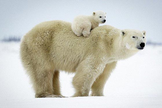  شاهد بالصور الرائعة الأمومة الدافئة للدب القطبي في الثلوج صورة رقم 3