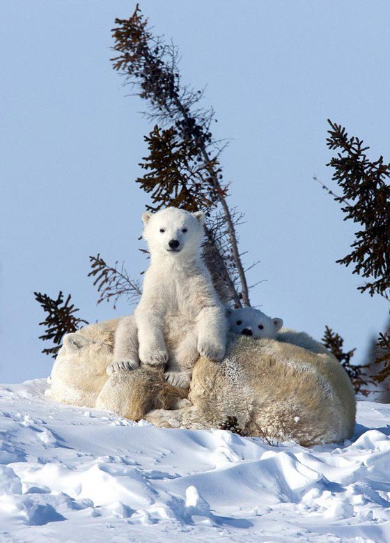  شاهد بالصور الرائعة الأمومة الدافئة للدب القطبي في الثلوج صورة رقم 4
