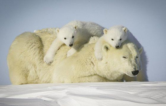  شاهد بالصور الرائعة الأمومة الدافئة للدب القطبي في الثلوج صورة رقم 5