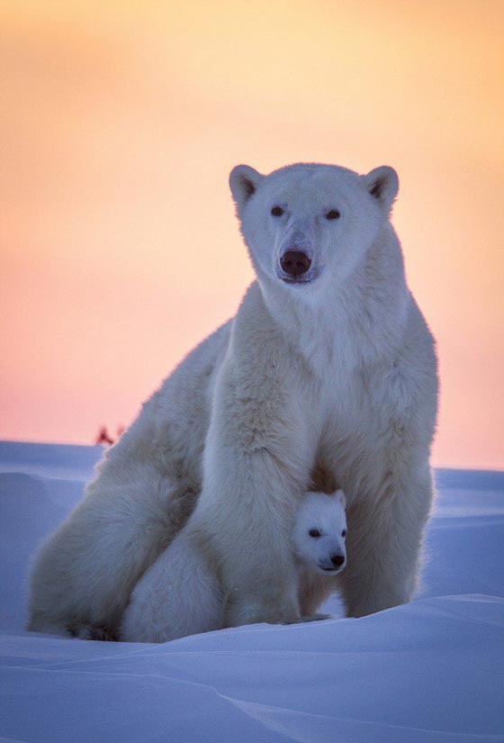  شاهد بالصور الرائعة الأمومة الدافئة للدب القطبي في الثلوج صورة رقم 6