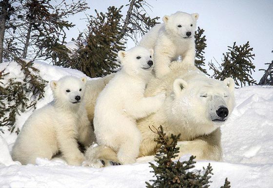  شاهد بالصور الرائعة الأمومة الدافئة للدب القطبي في الثلوج صورة رقم 7