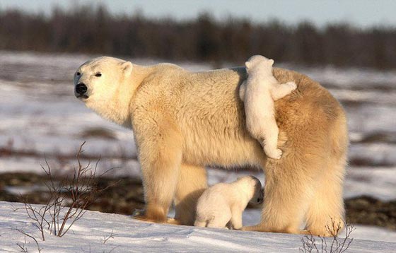  شاهد بالصور الرائعة الأمومة الدافئة للدب القطبي في الثلوج صورة رقم 8