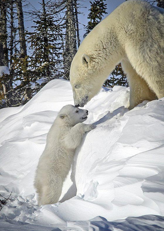  شاهد بالصور الرائعة الأمومة الدافئة للدب القطبي في الثلوج صورة رقم 9