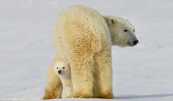  شاهد بالصور الرائعة الأمومة الدافئة للدب القطبي في الثلوج صورة رقم 10