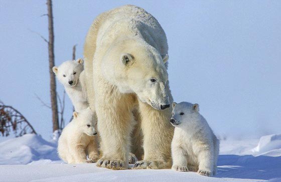  شاهد بالصور الرائعة الأمومة الدافئة للدب القطبي في الثلوج صورة رقم 11