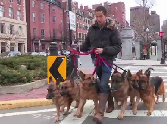  فيديو: 10 ملايين مشاهدة لرجل يقود 6 كلاب شرسة دون سلاسل صورة رقم 1