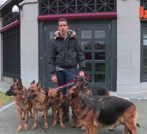  فيديو: 10 ملايين مشاهدة لرجل يقود 6 كلاب شرسة دون سلاسل صورة رقم 3