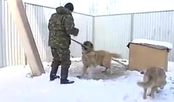 كازاخستان تستبدل الكلاب بالذئاب للحراسة وخبير يحذر من كارثة! صورة رقم 1