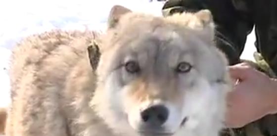 كازاخستان تستبدل الكلاب بالذئاب للحراسة وخبير يحذر من كارثة! صورة رقم 2