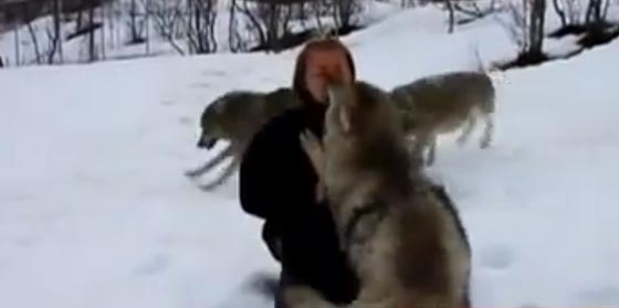 كازاخستان تستبدل الكلاب بالذئاب للحراسة وخبير يحذر من كارثة! صورة رقم 3