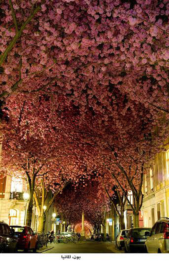 بالصور.. أجمل الشوارع التي تكسوها الزهور الساحرة في العالم صورة رقم 1
