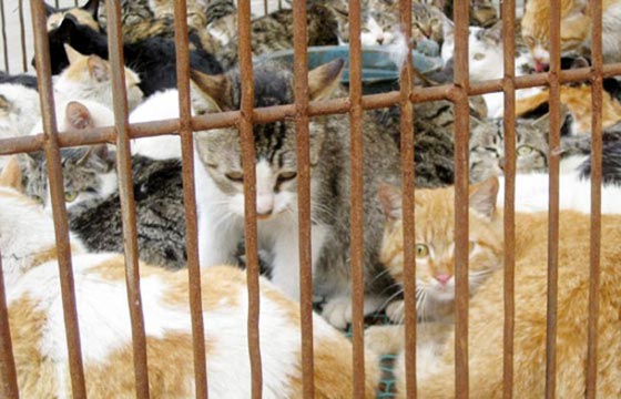 بكين: محاولة فاشلة لتهريب طن من القطط الى الفيتنام  صورة رقم 3