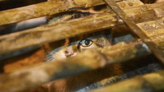 بكين: محاولة فاشلة لتهريب طن من القطط الى الفيتنام  صورة رقم 1