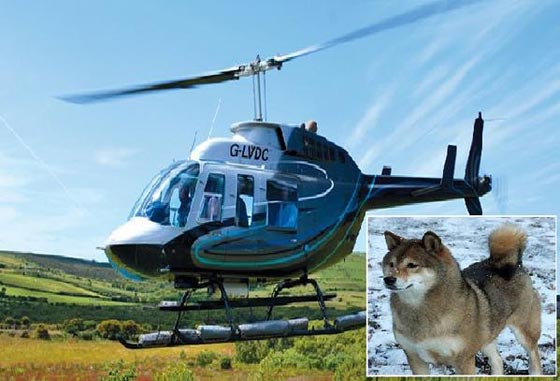 امرأة تستاجر هليكوبتر للبحث عن كلبتها الضائعة.. وهذا ما حدث لها صورة رقم 1