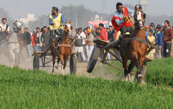 بالصور.. الفروسية في الهند قوة ومهارة وامتطاء حصانين معا صورة رقم 1