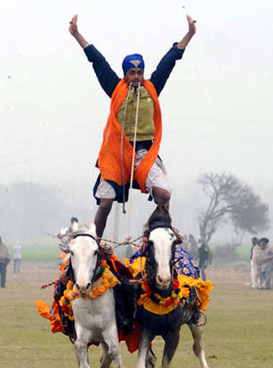 بالصور.. الفروسية في الهند قوة ومهارة وامتطاء حصانين معا صورة رقم 2
