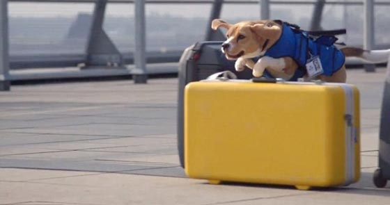  فيديو: كلب مذهل يعيد المفقودات والبسمة لركاب الطائرة صورة رقم 1
