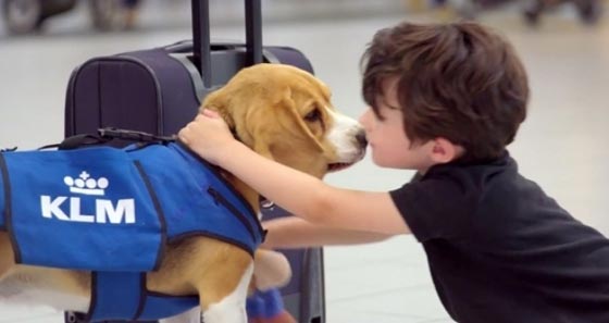  فيديو: كلب مذهل يعيد المفقودات والبسمة لركاب الطائرة صورة رقم 3