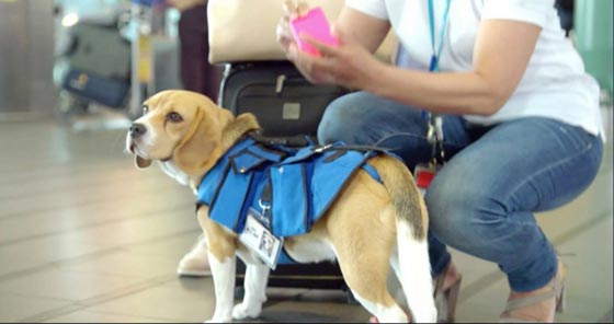  فيديو: كلب مذهل يعيد المفقودات والبسمة لركاب الطائرة صورة رقم 4