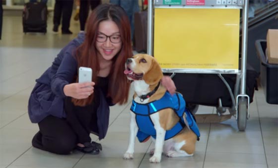  فيديو: كلب مذهل يعيد المفقودات والبسمة لركاب الطائرة صورة رقم 5