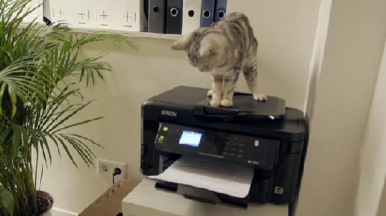 فيديو مضحك: شركة بريطانية توظّف قططأ مشاغبة اكثر من البشر صورة رقم 1
