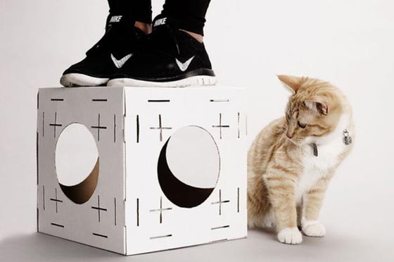 فيديو مضحك: شركة بريطانية توظّف قططأ مشاغبة اكثر من البشر صورة رقم 5