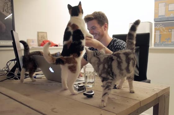 فيديو مضحك: شركة بريطانية توظّف قططأ مشاغبة اكثر من البشر صورة رقم 3