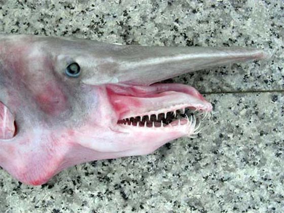  صياد يعثر على القرش العفريت قبالة سواحل استراليا صورة رقم 2