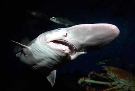  صياد يعثر على القرش العفريت قبالة سواحل استراليا صورة رقم 3